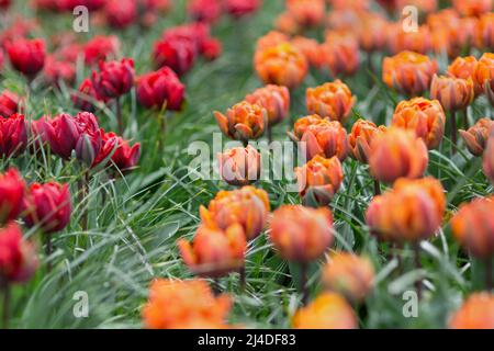 Wunderschöne, preisgekrönte Tulpen der Roten Prinzessin und der Orangen Prinzessin im Garten. Selektiver Fokus. Stockfoto