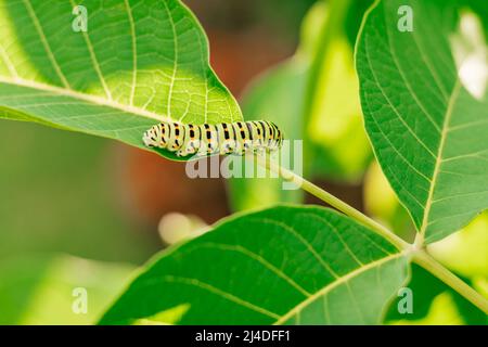 Kleine grüne Raupe mit schwarzen Streifen und orangefarbenen Punkten kriecht aktiv entlang großer grüner Buschblätter im Garten. Sonniger Tag, unscharfer Hintergrund Stockfoto