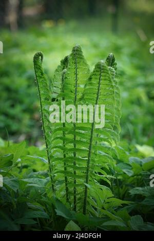 Junger grüner Farn vor verschwommenem Hintergrund. Natürlicher Frühling floral grüner Hintergrund Stockfoto