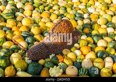 Eine Schnecke auf dekorativen Kürbissen im Botanischen Garten Iasi, Rumänien Stockfoto