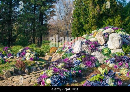 Bunte Chrysanthemen und dekorativer Kohl im Botanischen Garten, Iasi, Rumänien Stockfoto