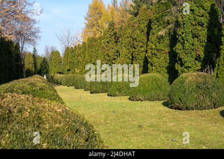 Herbstlandschaft mit besonderen Bäumen und Sträuchern Dekoration im Botanischen Garten Iasi, Rumänien Stockfoto
