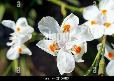 Afrikanische Iris, Seerose oder Morea-Iris (Dietes iridioides) Stockfoto