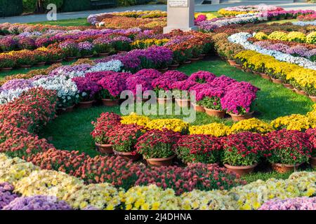 Sonderarrangement mit Chrysanthemen aus dem Botanischen Garten Iasi, Rumänien Stockfoto