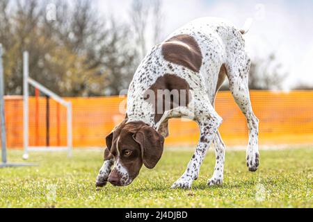 Porträt eines braunen braque d´auvergne-Hundes, der auf dem Boden schnüffelt Stockfoto