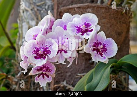 Mottenorchideen (Phalaenopsis) auf Palmenstamm Stockfoto