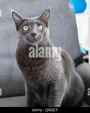 Eine blaue russische Katze, die auf einem grauen Stuhl mit gelben Augen sitzt Stockfoto