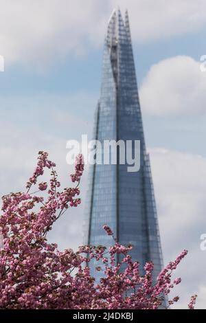 London, Großbritannien, 14.. April 2022. Spring Cherry Blossoms blüht mit Londons ikonischem Shard-Gebäude im Hintergrund. Amanda Rose/Alamy Live News Stockfoto