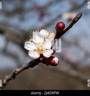 Blüten und Knospen auf dem Aprikosenzweig in Nahaufnahme, Fruchtaufblühen am sonnigen Frühlingstag, Aprikose in Blütenmakro Stockfoto