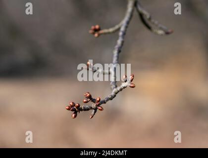 Kirschbaumknospen schließen sich aus, im Frühling schlummern sie spät Stockfoto