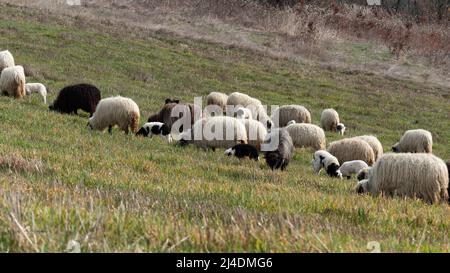 Herde von Schafen mit Lämmern grasen auf Hügel im Frühjahr, Haustiere auf Weide mit Nachkommen Stockfoto