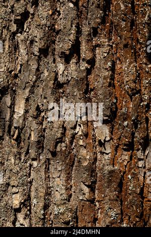 Makro-Aufnahme von alten Baumrinde Textur und Hintergrund, organische und natürliche Muster Tapete. Hochwertige Fotos Stockfoto