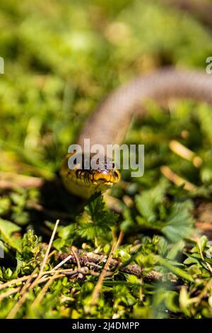 Gewöhnliche Gras nicht giftige Schlange auf einem Grasfeld in der Sonne. Die schwarze Zunge der Schlangen ist draußen. Makroaufnahme einer Schlange. Hochwertige Fotos Stockfoto