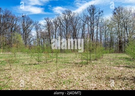 Jung gepflanzte Wälder vor dem Hintergrund eines alten Waldes. Stockfoto