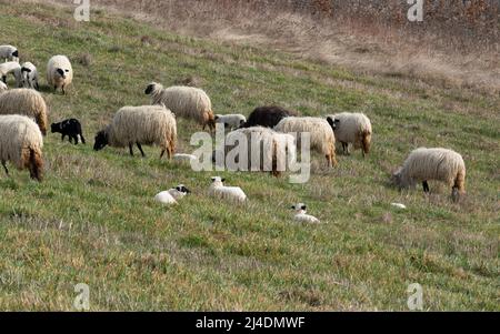 Herde von Schafen, die Gras weiden und Lämmer, die im Frühjahr im Gras auf Hügeln ruhen, Haustiere auf Weide mit Nachkommen Stockfoto