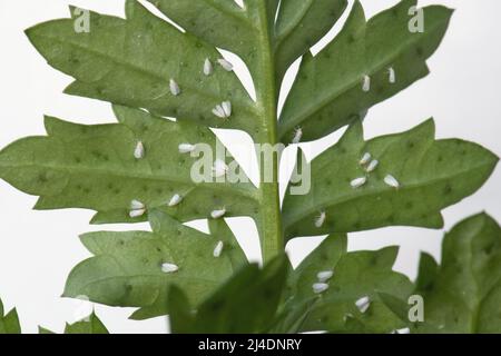 Gewächshaus weiß auf französischen Ringelblumenblättern. Stockfoto