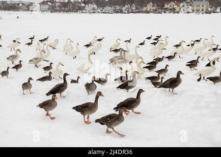 Vögel, die auf dem Tjornin-See im Zentrum von Reykjavík, Island, auf Nahrung zulaufen Stockfoto