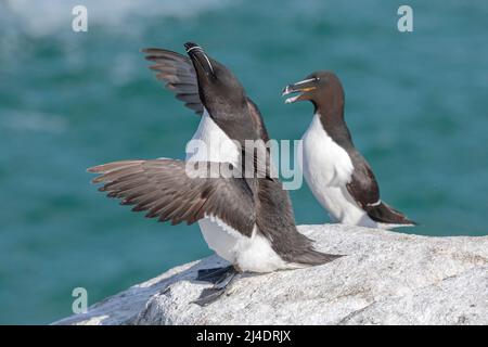 Razorbill, Alca torda, Erwachsene flattern Flügel und strecken Mai, Great Saltee, Co Wexford, Irland Stockfoto