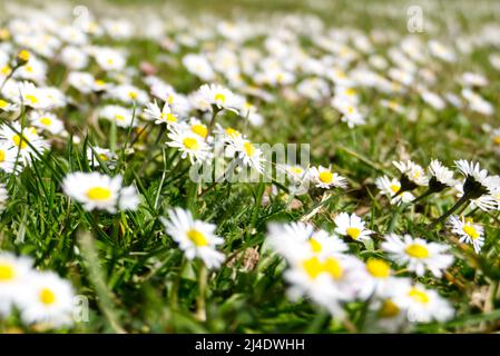 Ein grasbewachsenes Feld voller Gänseblümchen (bellis perennis), auch bekannt als Gemeine Gänseblümchen, Lawn Daisy oder Englische Gänseblümchen. Stockfoto
