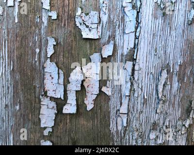 Textur, Muster, Hintergrund. Alte Farbe. Betonwand rissige Farbe, Farbe abstrakt hinter dem Beton. Mit der Zeit flockt die weiße Farbe ab Stockfoto