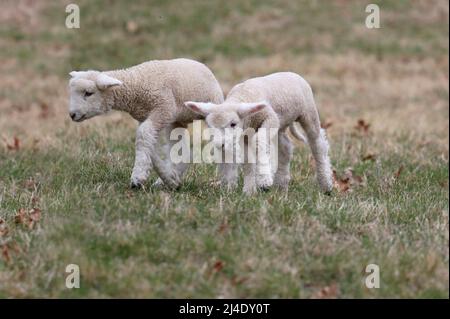 Zwei weiße Wolllämmer auf einer Weide auf einem Bauernhof in Sprong Stockfoto