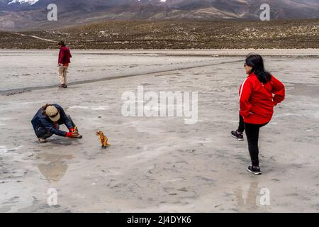 Besucher posieren für Fotos mit Einem Spielzeug-Dinosaurier am Salar de Moche (See Salinas) Salzsee in der Nähe der Stadt Arequipa, Region Arequipa, Peru. Stockfoto