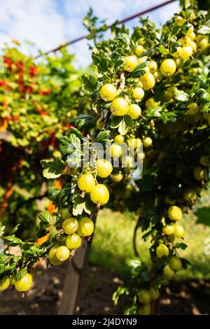 Reife grüne Stachelbeeren (Ribes uva-crispa) im hauseigenen Garten. Frisches, natürliches Fruchtfleisch, das auf dem Bauernhof auf dem Zweig wächst. Ökologischer Landbau, gesunde Ernährung, Stockfoto