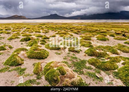 Der Salar de Moche (See Salinas) Salzsee in der Nähe der Stadt Arequipa, Region Arequipa, Peru. Stockfoto