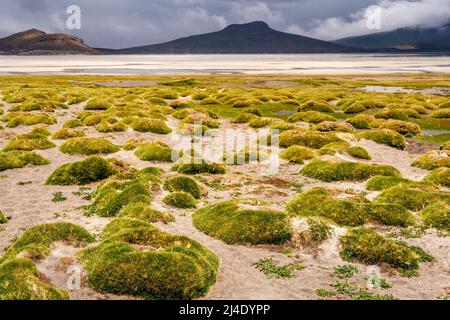 Der Salar de Moche (See Salinas) Salzsee in der Nähe der Stadt Arequipa, Region Arequipa, Peru. Stockfoto