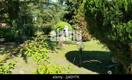 Eine Gärtnerin in einem Hut mit Schneidescheren, die einen großen runden Busch beschneidet. Gartenarbeit, Hobby, Gartenkonzept, sonniger Sommertag. Stockfoto