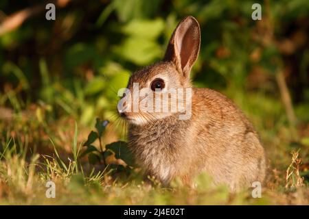 Kaninchenbaby im Gras in Mainz, Deutschland Stockfoto