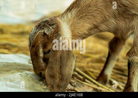 Der Moment des Essens eines Ziegengrases in schwarz, grau und weiß. Eine Ziege ist ein Nutztier oder ein wildes Tier, das etwa die Größe eines Schafes hat. Stockfoto