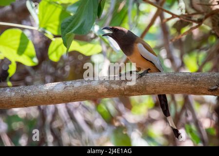 Bild von Rufous Treepie ( Dendrocitta vagabunda) auf dem Baumzweig auf Naturhintergrund. Vogel. Tiere. Stockfoto