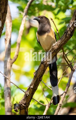 Bild von Rufous Treepie ( Dendrocitta vagabunda) auf dem Baumzweig auf Naturhintergrund. Vogel. Tiere. Stockfoto