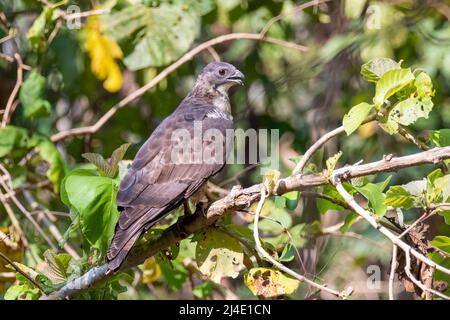 Bild des orientalischen Honigbussardvogels auf einem Baumzweig auf Naturhintergrund. Hawk. Tiere. Stockfoto