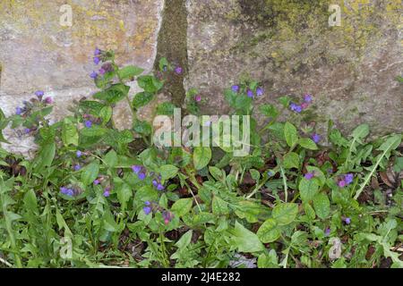 Echtes Lungenkraut Lungenkraut, Kleingeflecktes, Geflecktes Lungenkraut Lungenkraut Pulmonaria officinalis,,, Lungenkraut, gemeinsame Lungenkraut, Mary's Tränen, Stockfoto