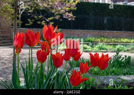 Eton, Windsor, Britannien. 14.. April 2022. Hübsche rote Tulpen auf dem Gelände des Eton College an einem warmen, sonnigen Tag. Quelle: Maureen McLean/Alamy Live News Stockfoto