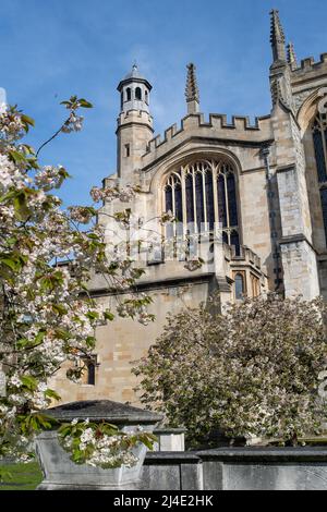 Eton, Windsor, Britannien. 14.. April 2022. Hübsche Frühlingsblüte und blauer Himmel in der Eton College Chapel. Quelle: Maureen McLean/Alamy Live News Stockfoto