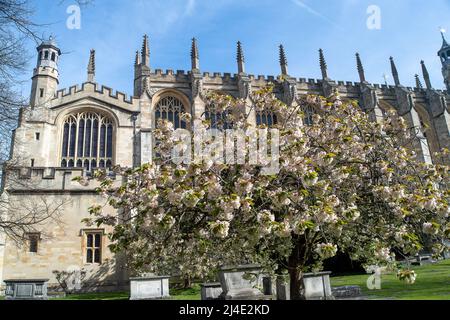 Eton, Windsor, Britannien. 14.. April 2022. Hübsche Frühlingsblüte und blauer Himmel in der Eton College Chapel. Quelle: Maureen McLean/Alamy Live News Stockfoto