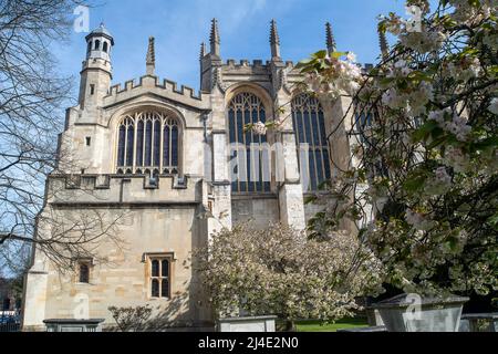 Eton, Windsor, Britannien. 14.. April 2022. Hübsche Frühlingsblüte und blauer Himmel in der Eton College Chapel. Quelle: Maureen McLean/Alamy Live News Stockfoto