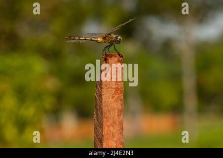 Goiânia, Goiás, Brasilien – 12. April 2022: Eine Libelle thront in der Sonne, auf einem Stock, mit verschwommenem Hintergrund. Stockfoto