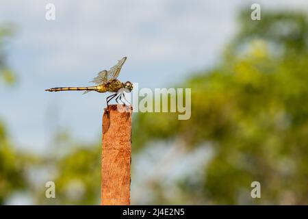 Goiânia, Goiás, Brasilien – 12. April 2022: Eine Libelle thront in der Sonne, auf einem Stock, mit verschwommenem Hintergrund. Stockfoto