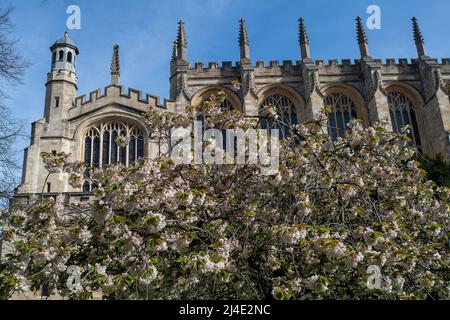 Eton, Windsor, Britannien. 14.. April 2022. Hübsche Frühlingsblüte und blauer Himmel in der Eton College Chapel. Quelle: Maureen McLean/Alamy Live News Stockfoto