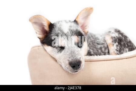 Kleiner schlafender Welpe in einem Hundebett, während er der Kamera gegenübersteht. Netter Welpenhund, der eine Pause nimmt. Schwarz und weiß 9 Wochen alter blauer Heiler Welpe oder Australien Stockfoto