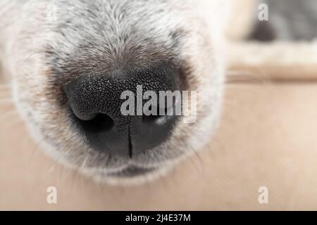 Nahaufnahme der schwarzen Welpennase während des Schlafens in einem Hundebett. Der süße 9 Wochen alte Rüde mit blauem Heeler-Welpe ist nach dem Spielen erschöpft. Ruhige Szene. Auswahl Stockfoto