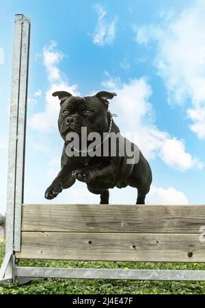 staffordshire Bullterrier springen eine Fance für Gehorsam Disziplin Stockfoto