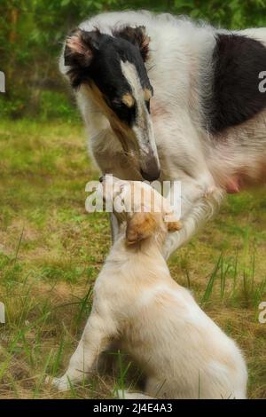 barsoi Welpe mit Mama Stockfoto