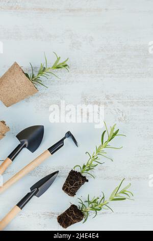 Kleiner Rosmarin-Sämling in schwarzem Boden neben den Gartenwerkzeugen und Basteltöpfen Stockfoto