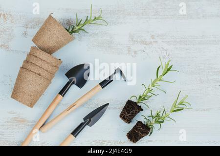 Kleiner Rosmarin-Sämling in schwarzem Boden neben den Gartenwerkzeugen und Basteltöpfen Stockfoto