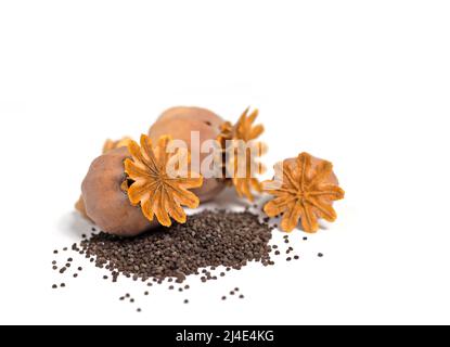 Getrocknete Mohnkapseln mit Samen vor weißem Hintergrund Stockfoto